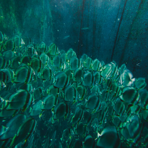 prestation bateau presqu'île tahiti