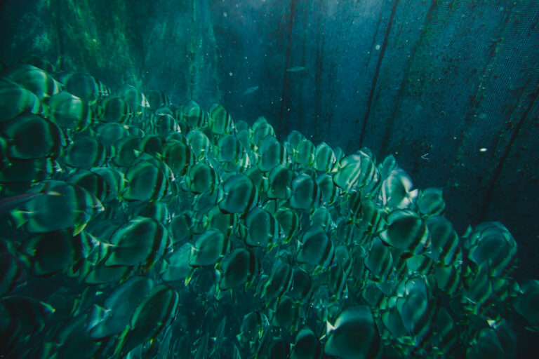 prestation bateau presqu'île tahiti